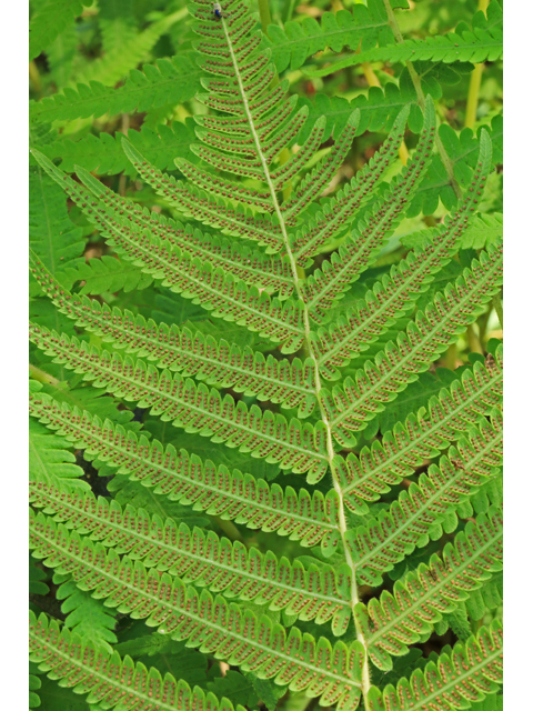 Thelypteris kunthii (Wood fern) #40382