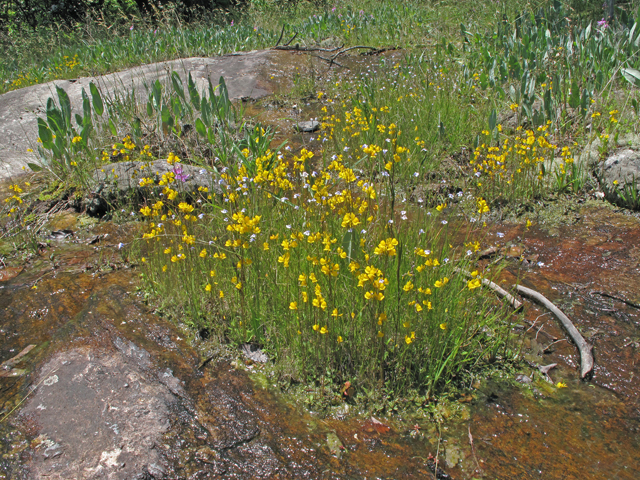 Utricularia cornuta (Horned bladderwort) #40394