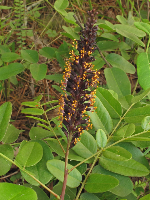 Amorpha schwerinii (Piedmont indigo bush) #40648