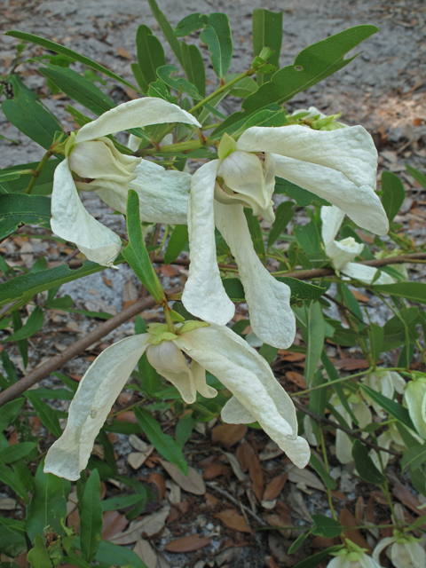 Asimina angustifolia (Slimleaf pawpaw) #40652