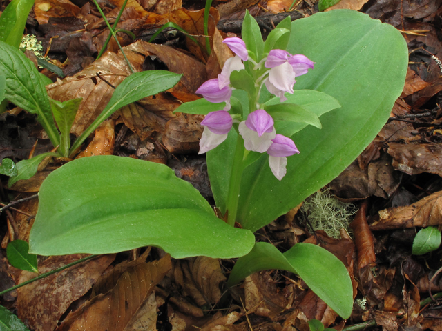 Galearis spectabilis (Showy orchid) #40677
