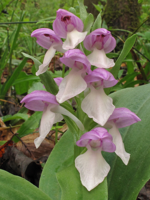 Galearis spectabilis (Showy orchid) #40679
