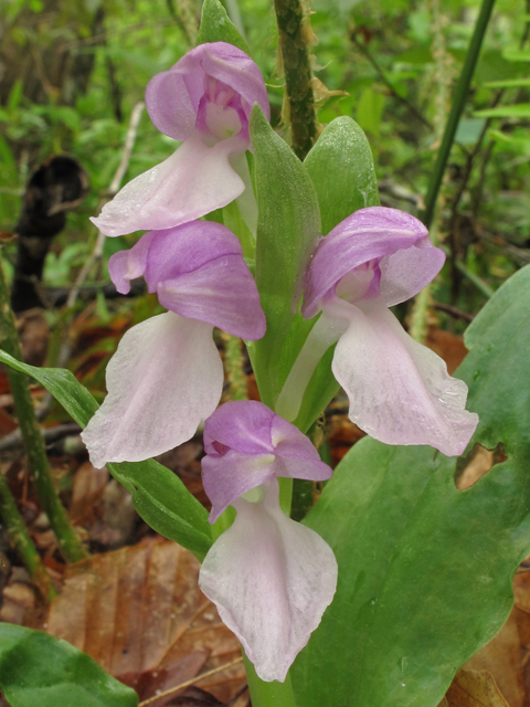 Galearis spectabilis (Showy orchid) #40681
