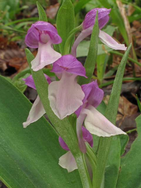 Galearis spectabilis (Showy orchid) #40682