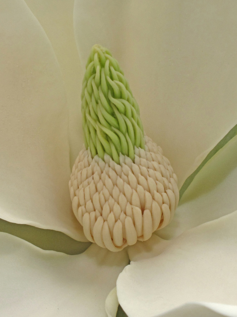 Magnolia fraseri (Mountain magnolia) #40697