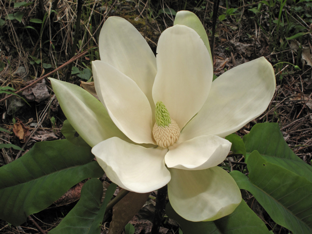 Magnolia fraseri (Mountain magnolia) #40698