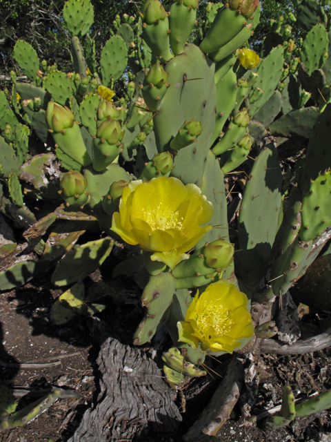 Opuntia turbinata (Turban prickly pear) #40706