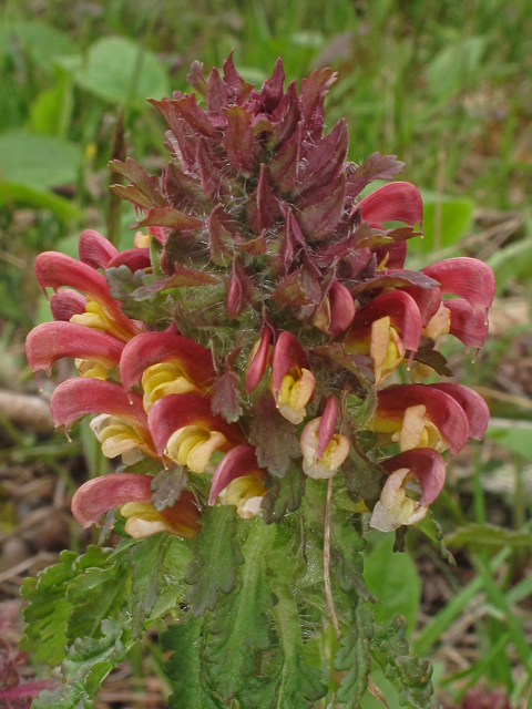 Pedicularis canadensis (Canadian lousewort) #40709