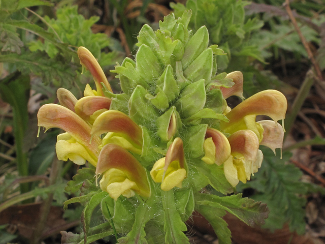 Pedicularis canadensis (Canadian lousewort) #40711