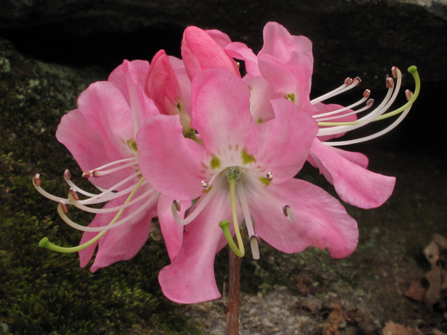 Rhododendron vaseyi (Pinkshell azalea) #40726