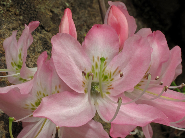 Rhododendron vaseyi (Pinkshell azalea) #40728