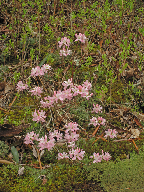 Rhododendron vaseyi (Pinkshell azalea) #40731