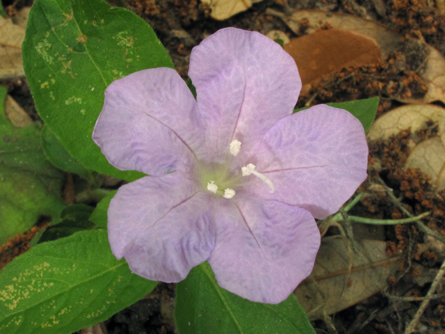 Ruellia caroliniensis var. cinerascens (Carolina wild petunia) #40732