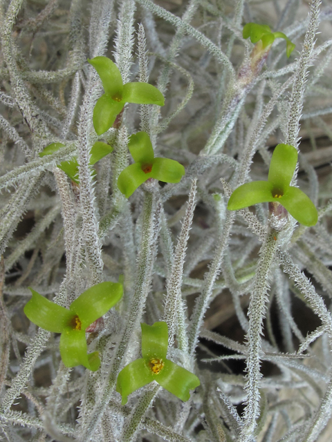 Tillandsia usneoides (Spanish moss) #40738