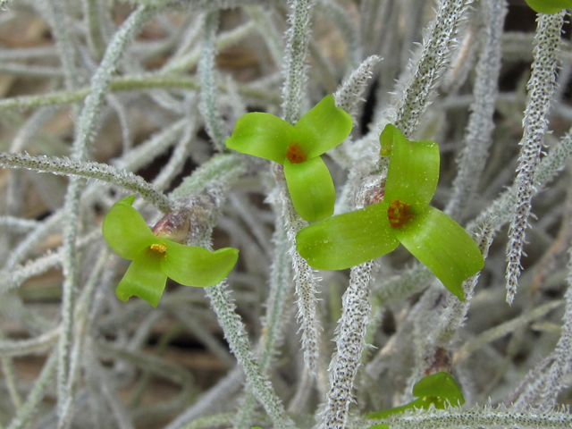 Tillandsia usneoides (Spanish moss) #40739