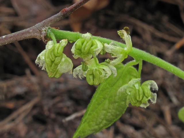 Celtis tenuifolia (Dwarf hackberry) #40767