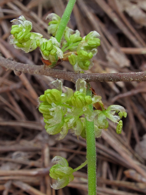 Celtis tenuifolia (Dwarf hackberry) #40768