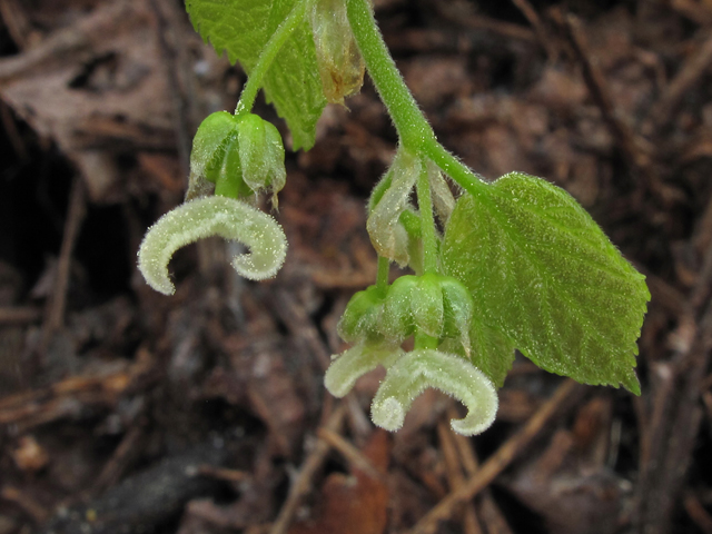 Celtis tenuifolia (Dwarf hackberry) #40769