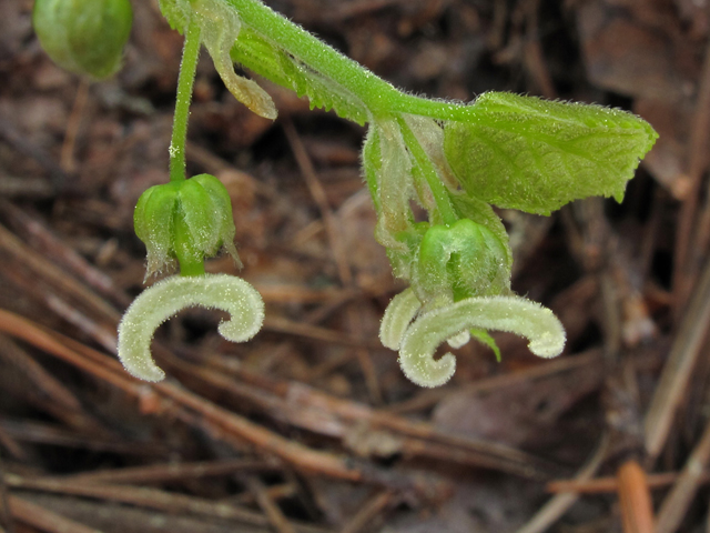 Celtis tenuifolia (Dwarf hackberry) #40770