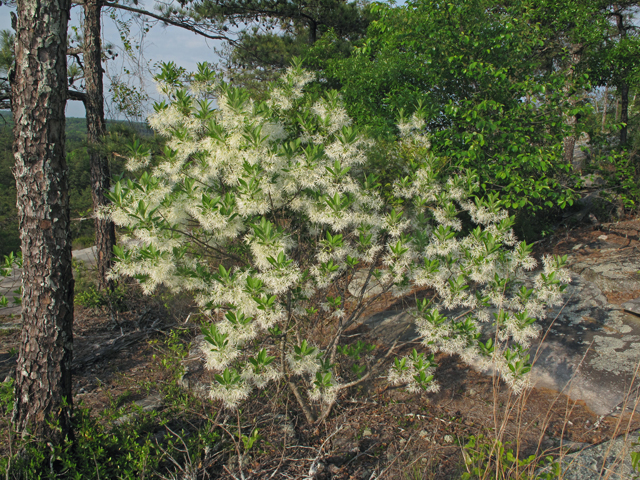 Chionanthus virginicus (White fringetree) #40773