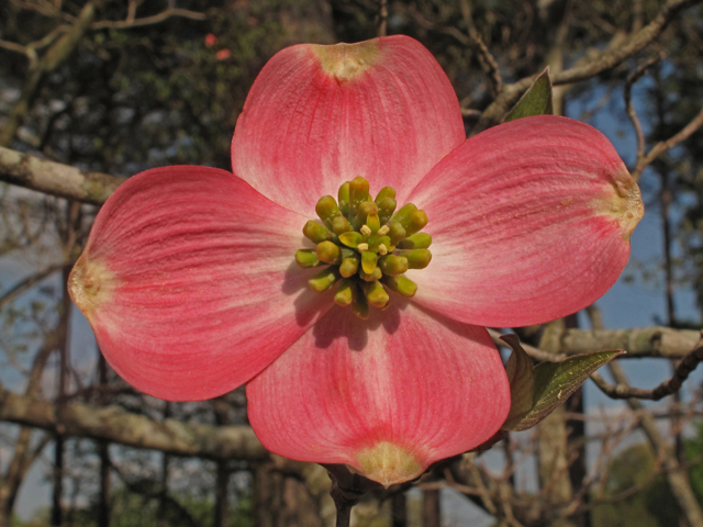 Cornus florida (Flowering dogwood) #40779