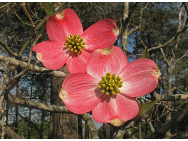 Cornus florida (Flowering dogwood) #40780
