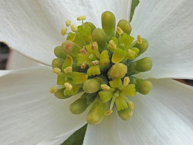 Cornus florida (Flowering dogwood) #40781