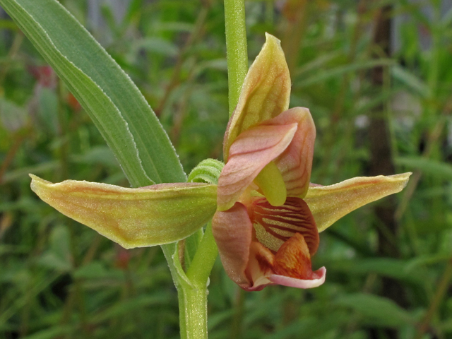Epipactis gigantea (Stream orchid) #40794