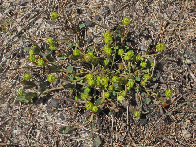 Euphorbia ipecacuanhae (American ipecac) #40797