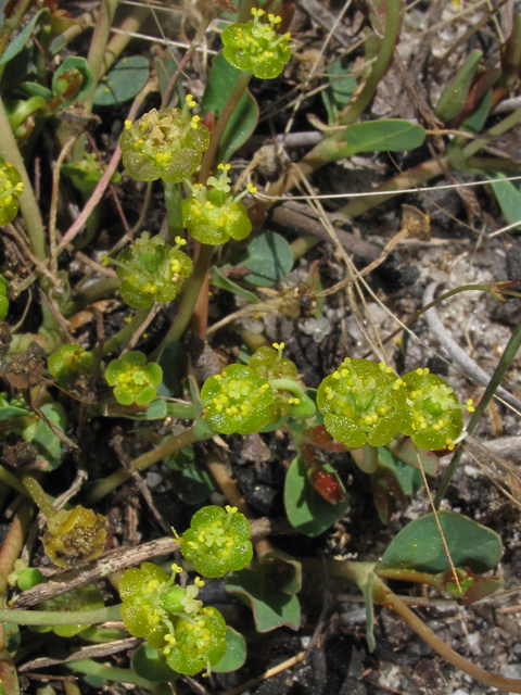 Euphorbia ipecacuanhae (American ipecac) #40798