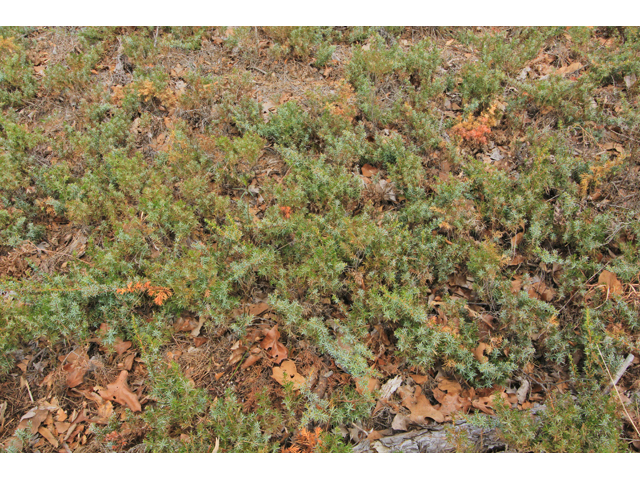 Juniperus communis var. depressa (Common juniper) #40812