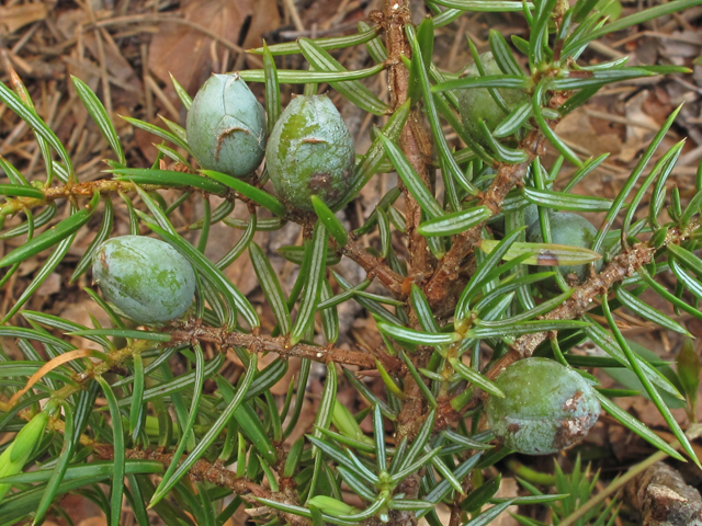 Juniperus communis var. depressa (Common juniper) #40816
