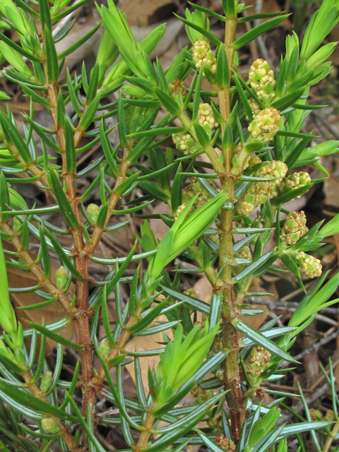 Juniperus communis var. depressa (Common juniper) #40821