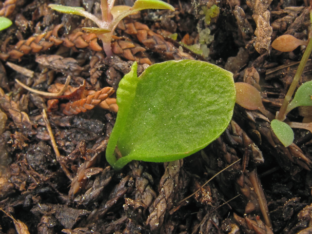 Ophioglossum nudicaule (Least adder's-tongue) #40836