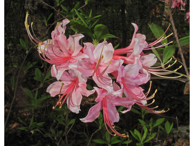 Rhododendron canescens (Mountain azalea) #40855