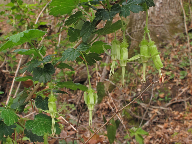 Ribes echinellum (Miccosukee gooseberry) #40859