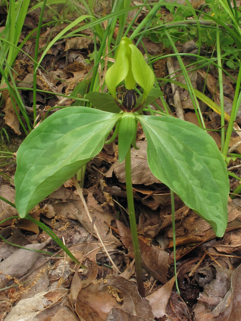 Trillium lancifolium (Lanceleaf wake-robin) #40877