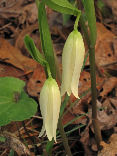 Uvularia puberula (Mountain bellwort) #40885