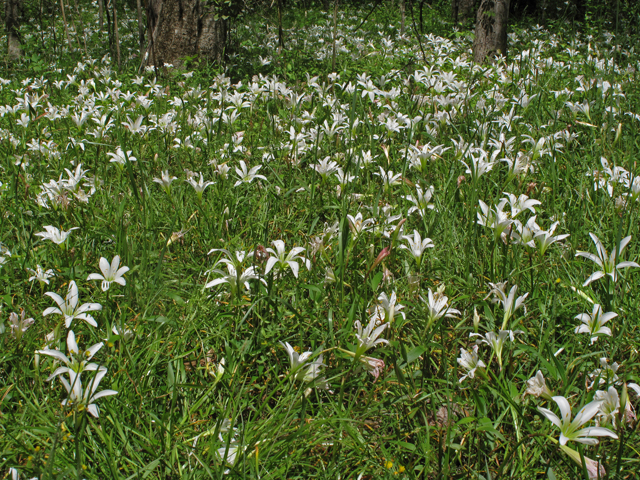 Zephyranthes atamasca (Atamasco lily) #40894