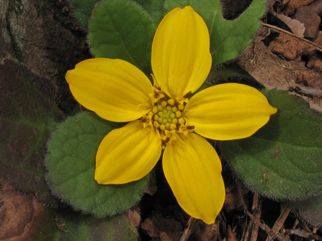 Chrysogonum virginianum (Green and gold) #41461