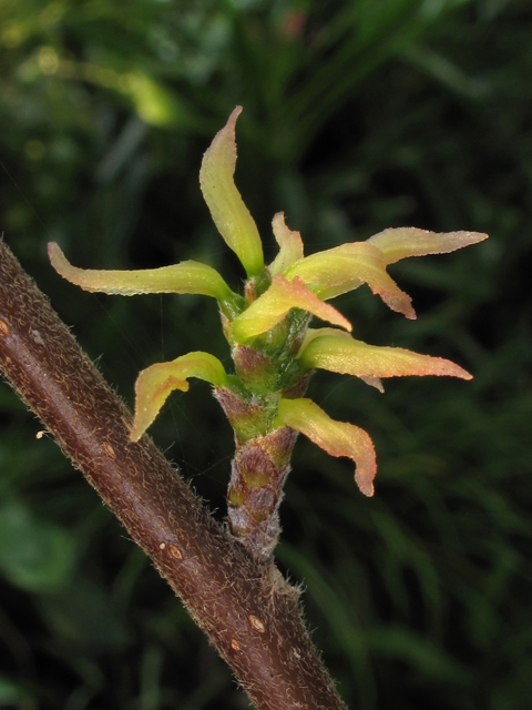 Leitneria floridana (Corkwood) #41475