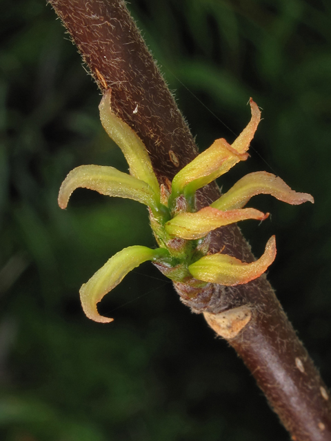 Leitneria floridana (Corkwood) #41476
