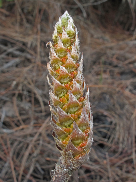 Leitneria floridana (Corkwood) #41478