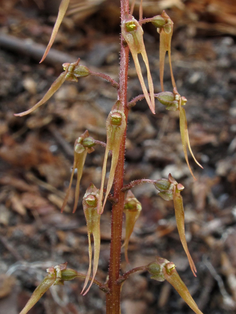 Listera australis (Southern twayblade) #41484