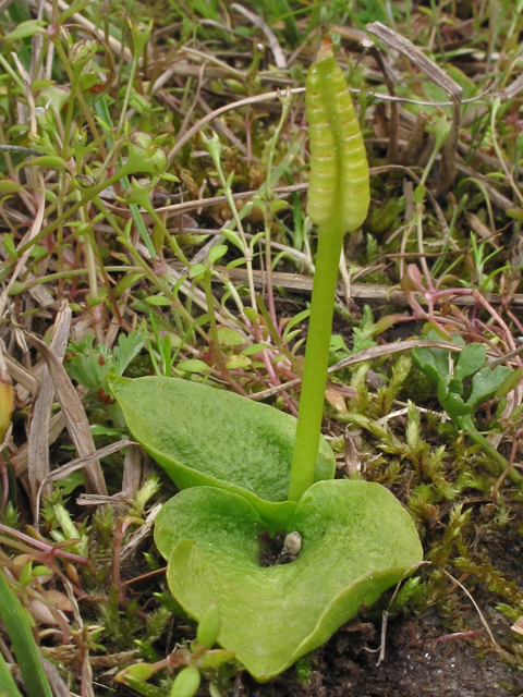 Ophioglossum crotalophoroides var. crotalophoroides (Bulbous adder's-tongue) #41495