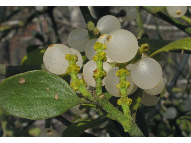 Phoradendron leucarpum (Oak mistletoe) #41499