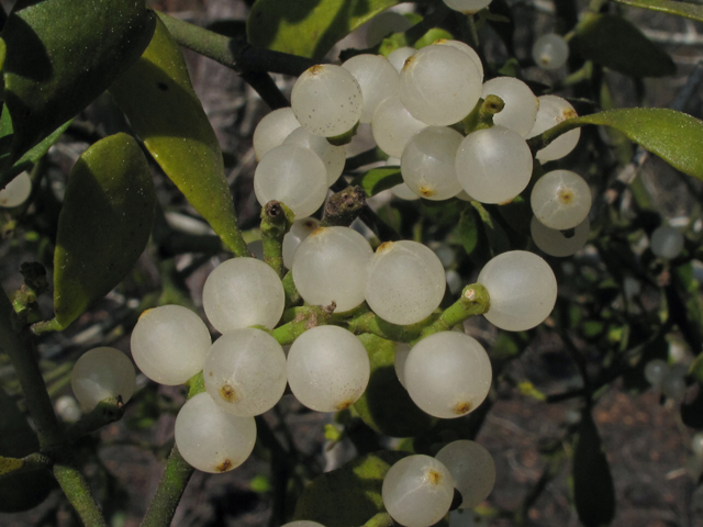 Phoradendron leucarpum (Oak mistletoe) #41500