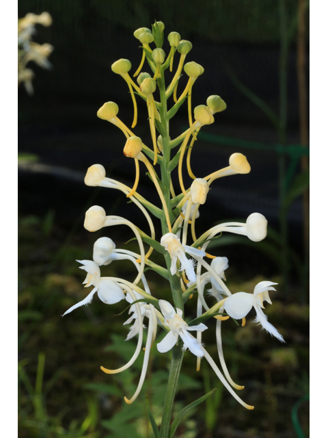 Platanthera blephariglottis (White fringed orchid) #41505