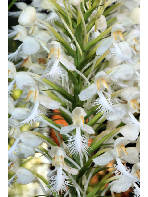 Platanthera blephariglottis var. conspicua (White fringed orchid) #41506