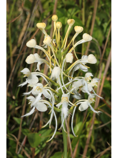 Platanthera blephariglottis var. conspicua (White fringed orchid) #41507